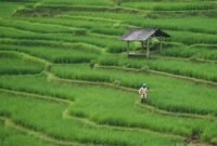 Petani merasakan manfaat kebijakan HPP Gabah Kering Panen (GKP) yang ditetapkan Presiden Prabowo Subianto sebesar Rp6.500 per kilogram. (Pixabay.com/ignartonosbg)