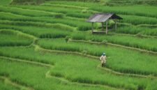 Petani merasakan manfaat kebijakan HPP Gabah Kering Panen (GKP) yang ditetapkan Presiden Prabowo Subianto sebesar Rp6.500 per kilogram. (Pixabay.com/ignartonosbg)