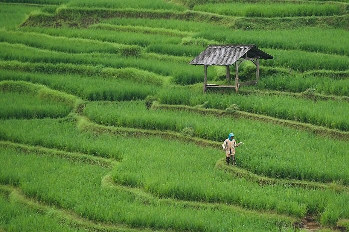 Petani merasakan manfaat kebijakan HPP Gabah Kering Panen (GKP) yang ditetapkan Presiden Prabowo Subianto sebesar Rp6.500 per kilogram. (Pixabay.com/ignartonosbg)