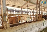 Kementan targetkan 2 juta ekor sapi untuk perkuat produksi nasional lewat skema investasi swasta berbasis kemitraan koperasi dan peternak. (Dok. Kementan)

