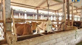 Kementan targetkan 2 juta ekor sapi untuk perkuat produksi nasional lewat skema investasi swasta berbasis kemitraan koperasi dan peternak. (Dok. Kementan)

